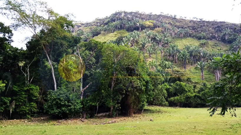 VEREDA TOMIN, VEREDA TOMIN, Tolima, ,Finca,Venta,1136